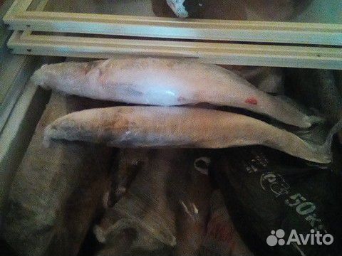 Рыба купить на Зозу.ру - фотография № 3