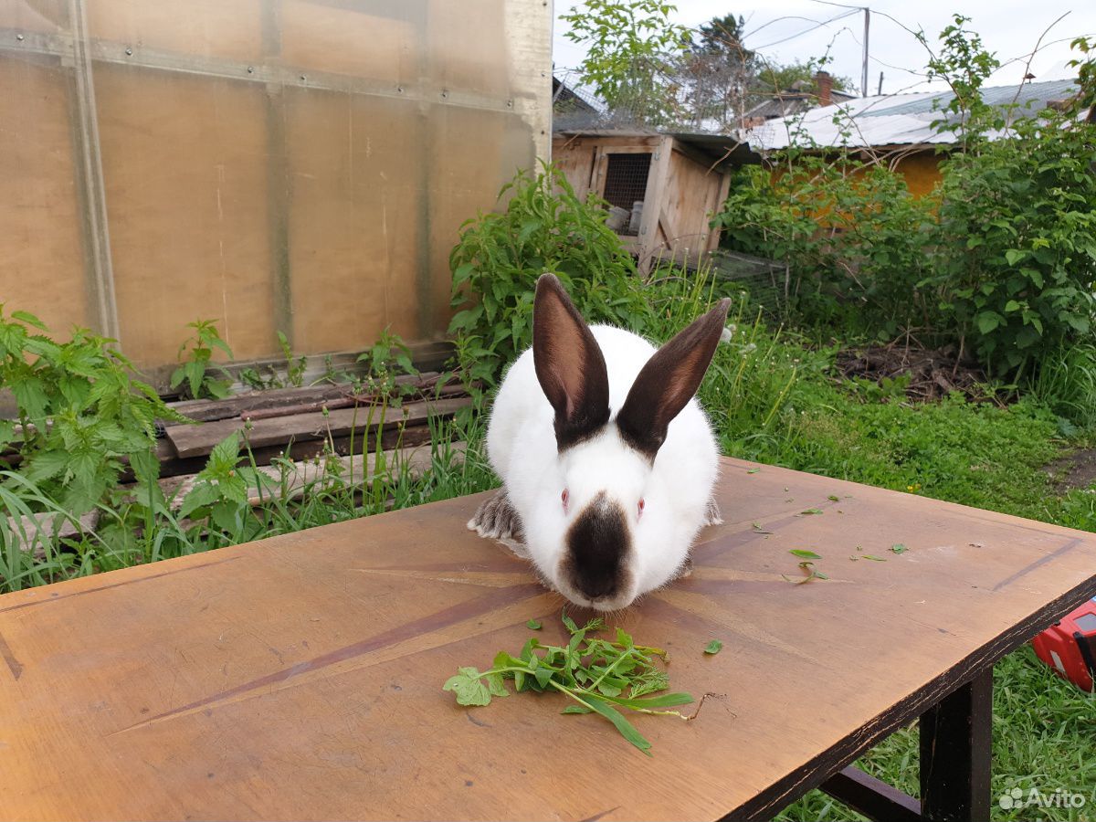 Кролики и крольчата купить на Зозу.ру - фотография № 2