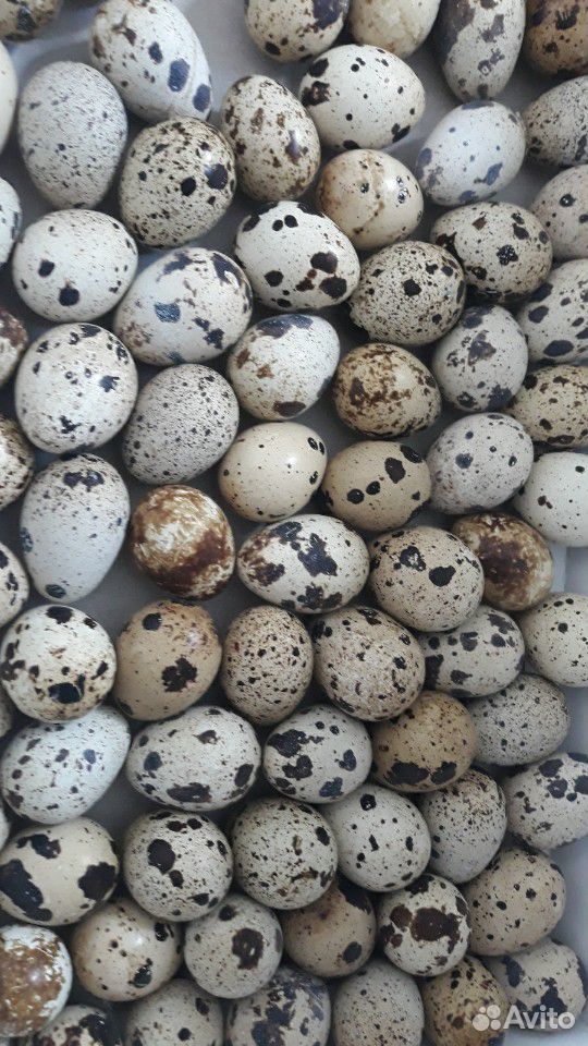 Инкубационные яйца перепелов купить на Зозу.ру - фотография № 2