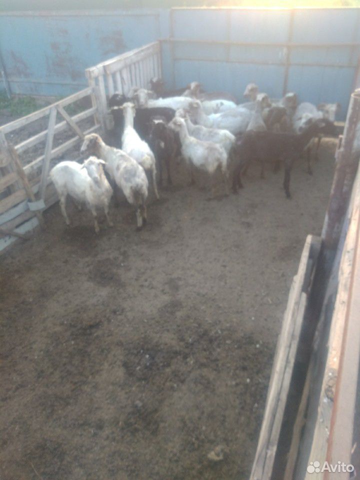 Овцы,ярки возможен обмен на баранов,крс купить на Зозу.ру - фотография № 1