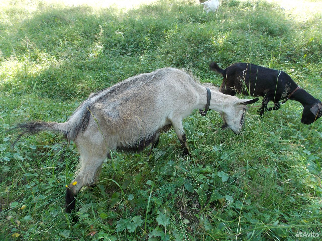 Дойные козы купить на Зозу.ру - фотография № 4