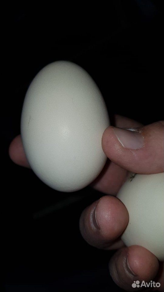 Аям-Цемани-инкубационные яйца или цыплята суточные купить на Зозу.ру - фотография № 8