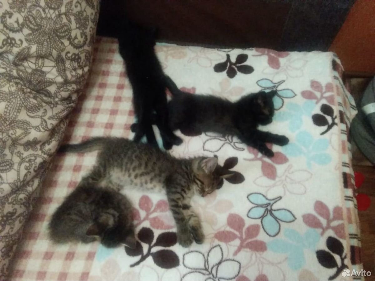 Одмам котов В добрые руки 3 кота 1 серый 2 чёрны 1 купить на Зозу.ру - фотография № 1