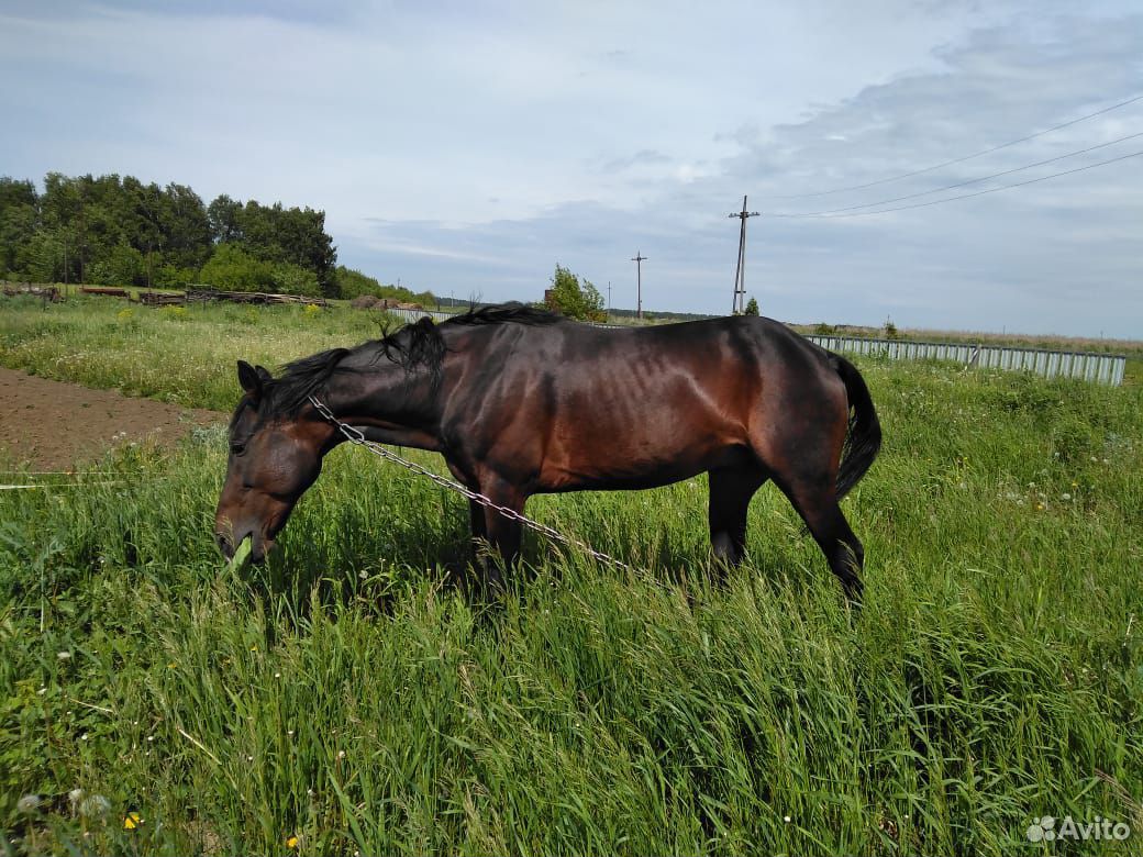 Продается Лошадь купить на Зозу.ру - фотография № 2