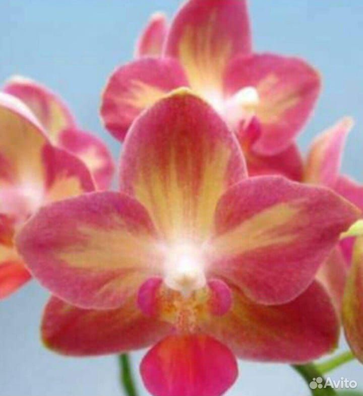Орхидея фаленопсис Tyng Shin Smart купить на Зозу.ру - фотография № 1