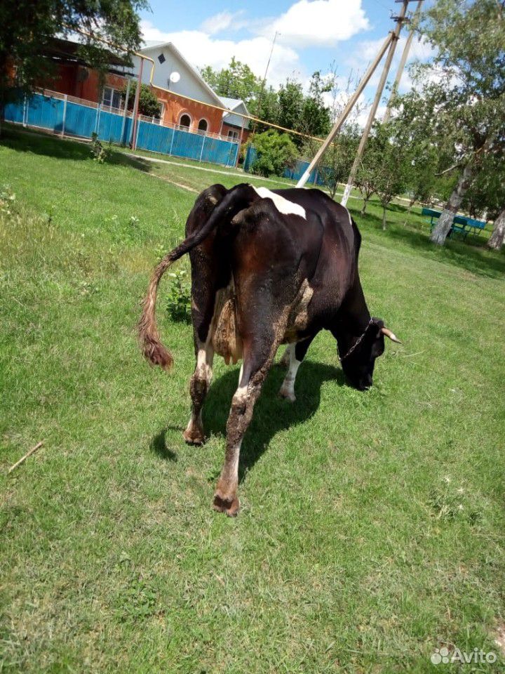 Корова продам или поменяю купить на Зозу.ру - фотография № 2