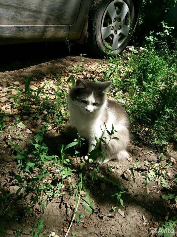 Котик Тиша очень хочет домой купить на Зозу.ру - фотография № 2