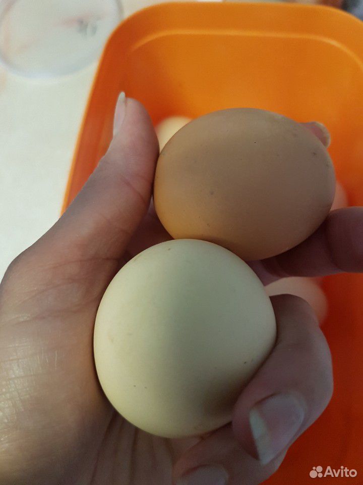 Яйца свежие куриные купить на Зозу.ру - фотография № 1
