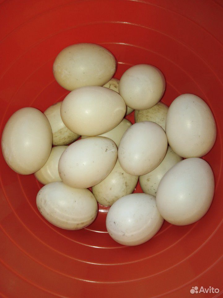 Яйцо индоутки инкубационное купить на Зозу.ру - фотография № 3