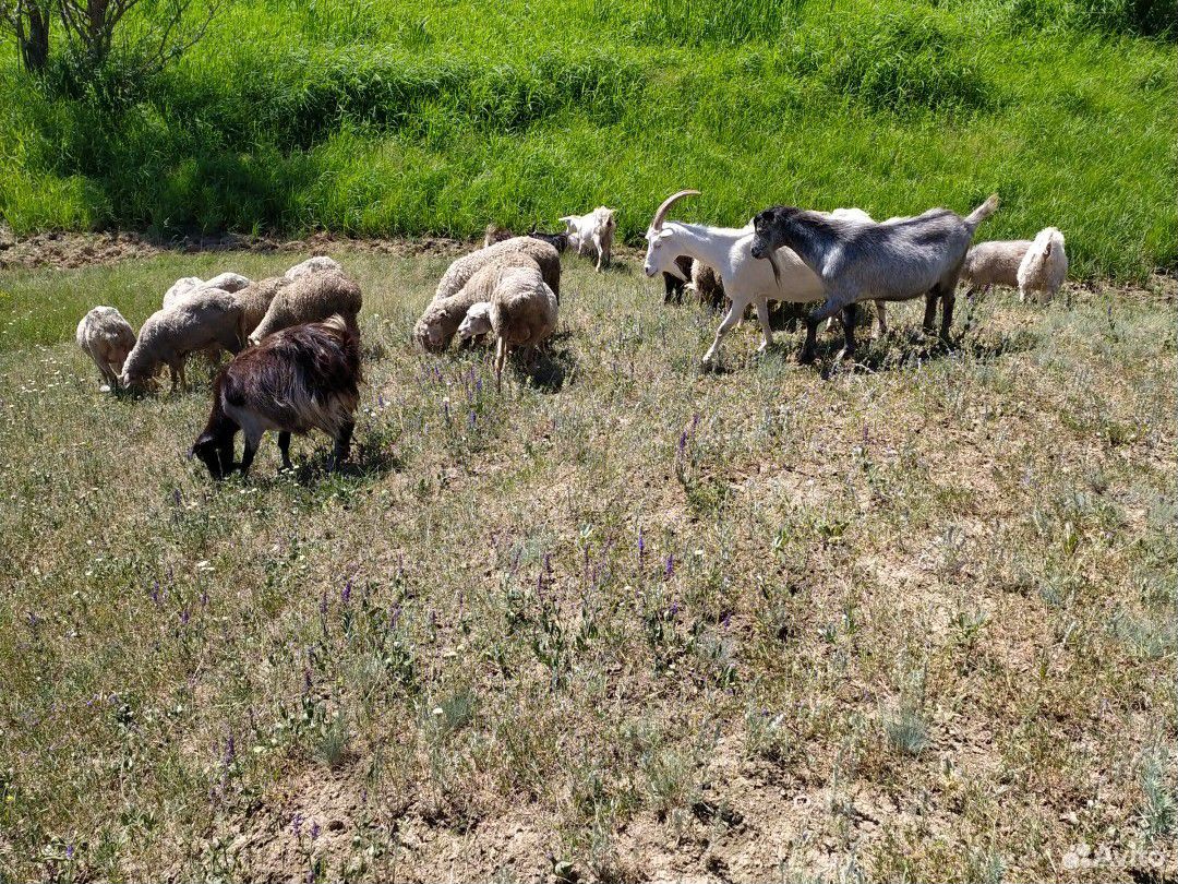 Козы с козлятами,матки с ягнятами купить на Зозу.ру - фотография № 1