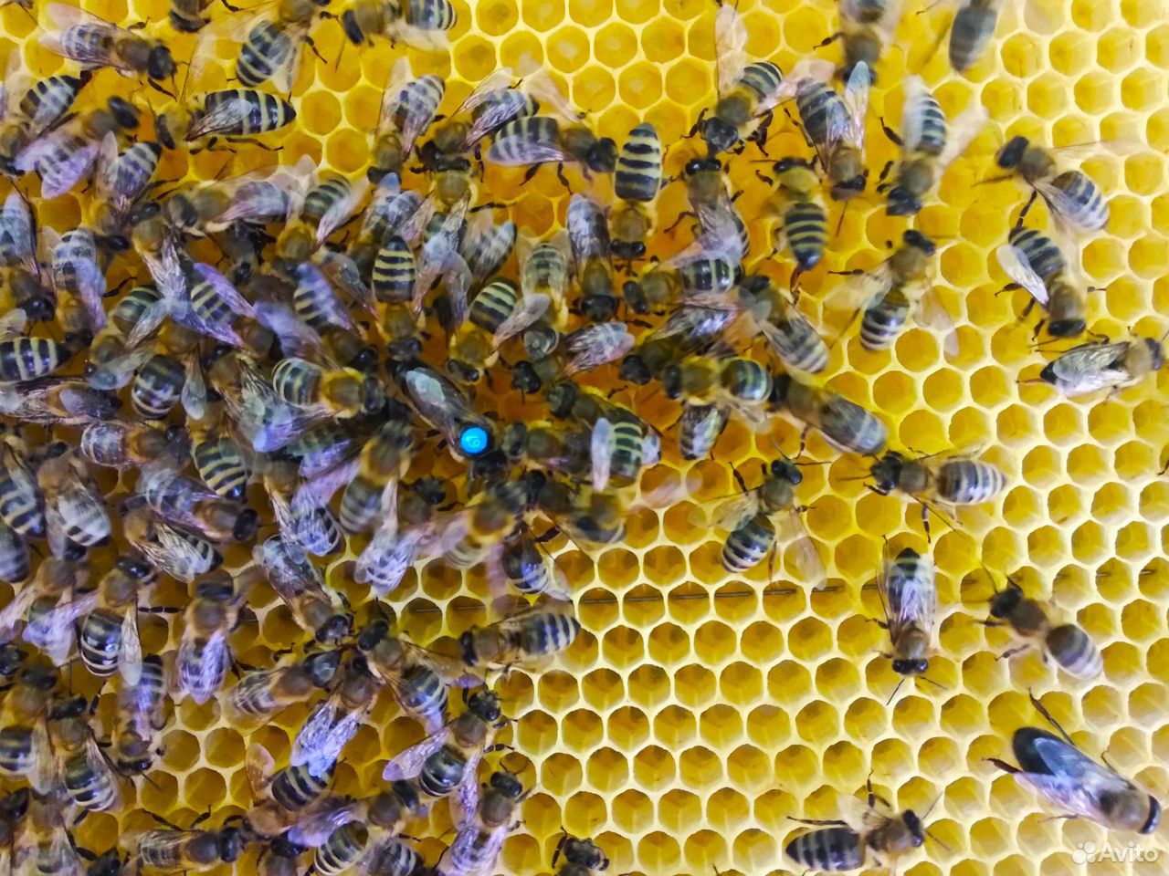 Купить пчелопакеты в воронежской области. Пчелопакеты. Четырех рамочные пчелопакеты. Авито пчёлы. Купить пчелопакеты в Краснодарском крае.