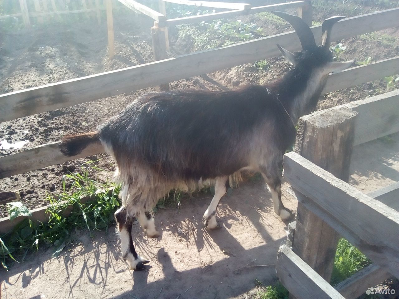 Козел 2 года,коза покрытая 1.5 года купить на Зозу.ру - фотография № 1