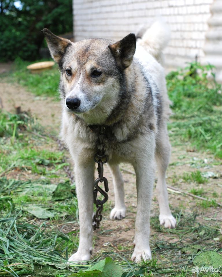 Собака ищет дом купить на Зозу.ру - фотография № 3