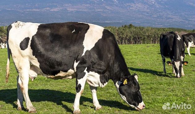 Молочная ферма, коровы, телята купить на Зозу.ру - фотография № 1