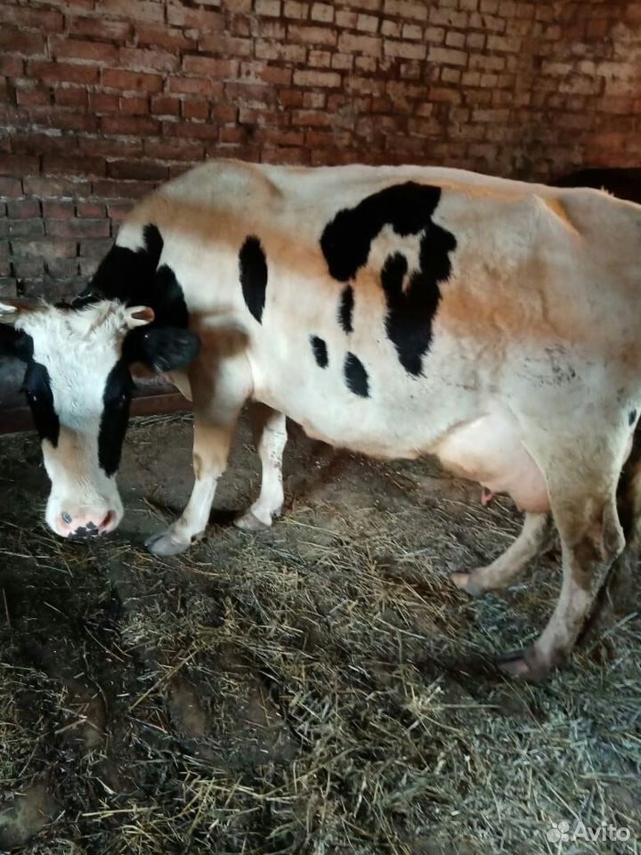 Продам две коровы купить на Зозу.ру - фотография № 4
