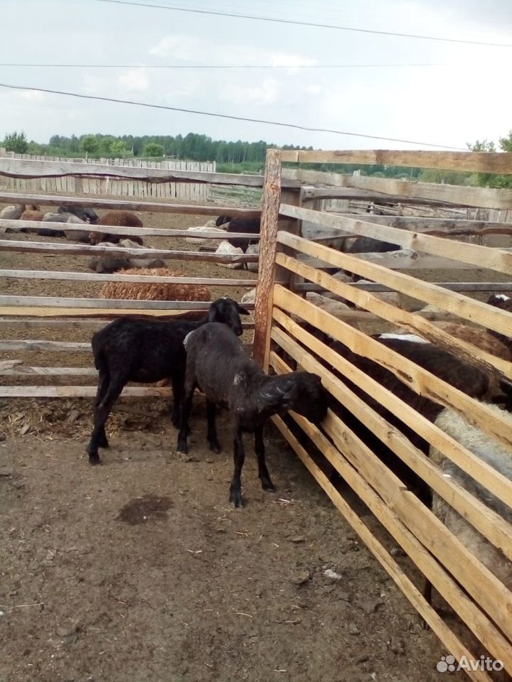 Овцы, бараны племенные купить на Зозу.ру - фотография № 4