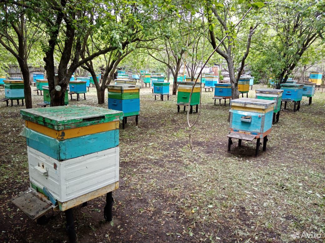 Продам пчелосемьи купить на Зозу.ру - фотография № 4