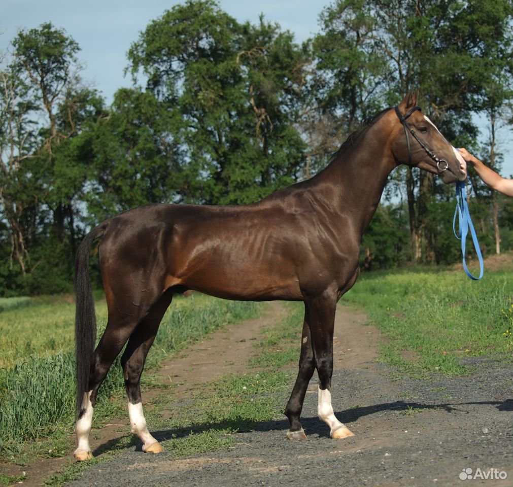 Продаю ахалтекинскую лошадь купить на Зозу.ру - фотография № 4