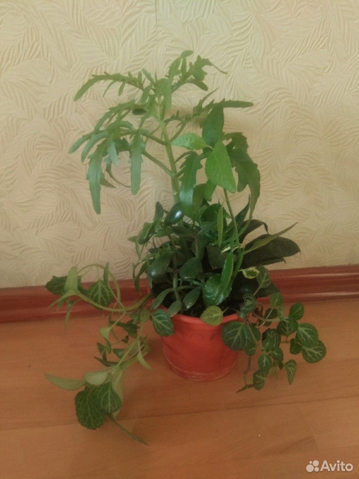 Комнатные растения, цветочный садик купить на Зозу.ру - фотография № 8
