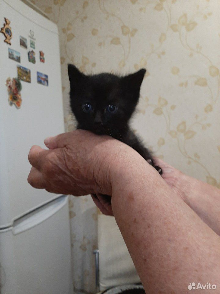 Котенок черный в добрые руки купить на Зозу.ру - фотография № 1