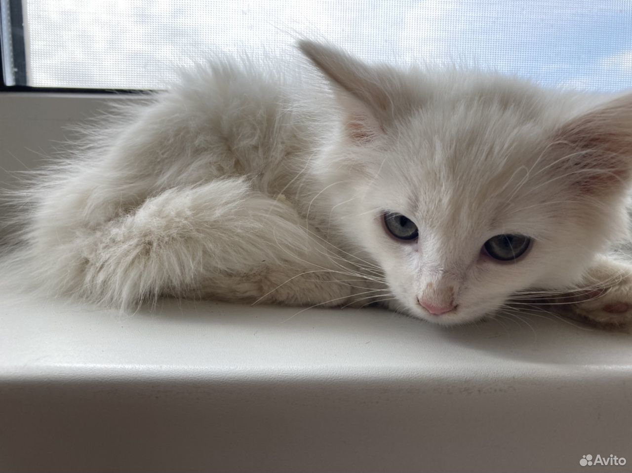 Котёнок белый купить на Зозу.ру - фотография № 6