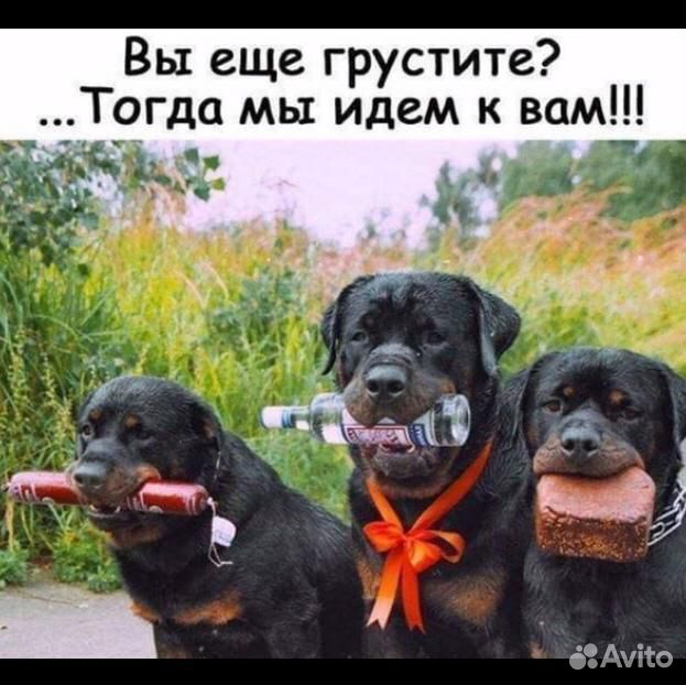 Мясо,кости для собак купить на Зозу.ру - фотография № 1