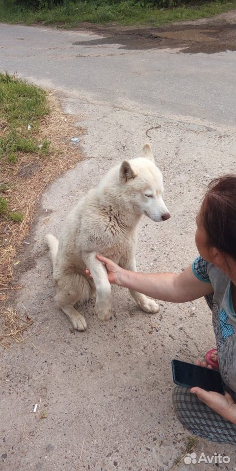 Найдена собака, кобель купить на Зозу.ру - фотография № 1