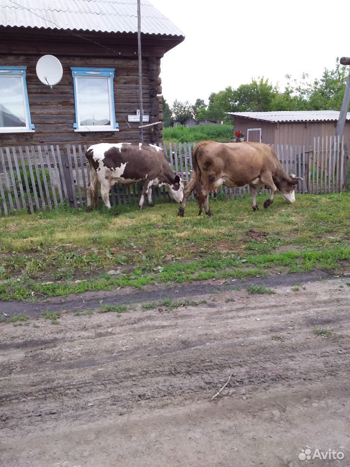 Коровы, тёлки купить на Зозу.ру - фотография № 3
