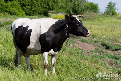 Продаю коров купить на Зозу.ру - фотография № 1