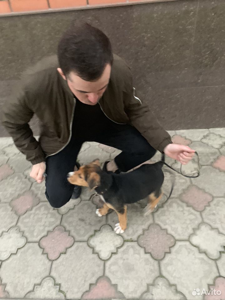 Собака 3 месяца. Девочка купить на Зозу.ру - фотография № 2