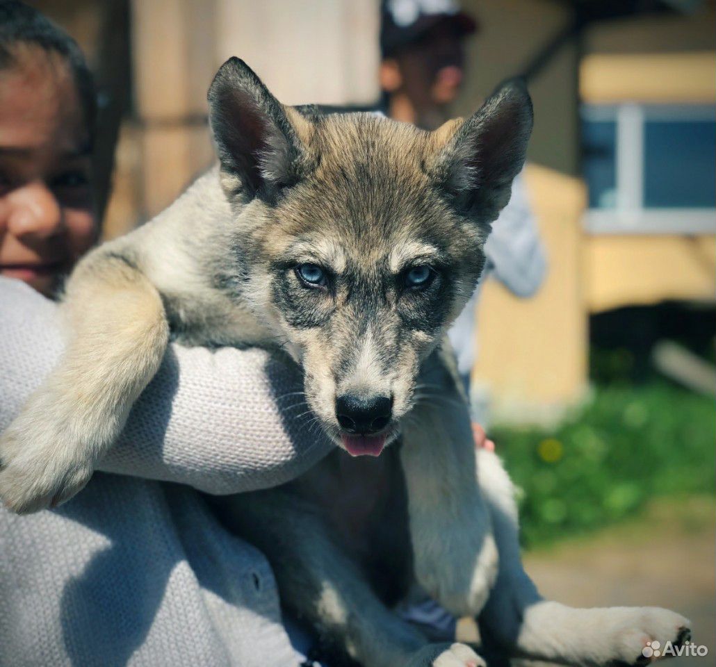 Вольфдог, волчонок, волкособ, вольфхунд