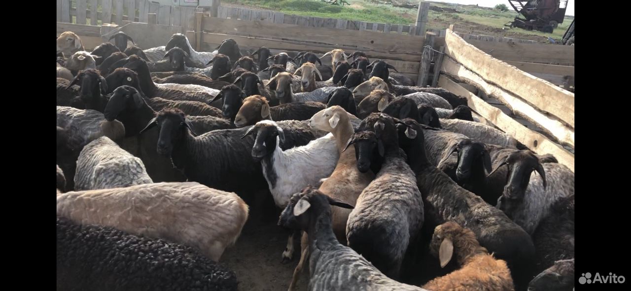 Продаются овцы купить на Зозу.ру - фотография № 4
