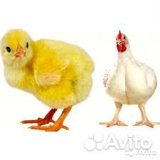 Цыплята, яйцо инкубационное купить на Зозу.ру - фотография № 1