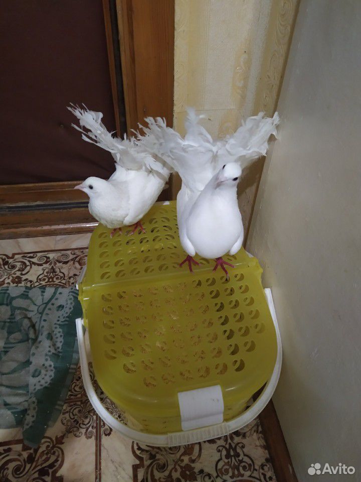 Птицы купить на Зозу.ру - фотография № 1