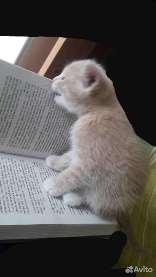 Персиковый котик(1.5 месяца) ищет семью купить на Зозу.ру - фотография № 7
