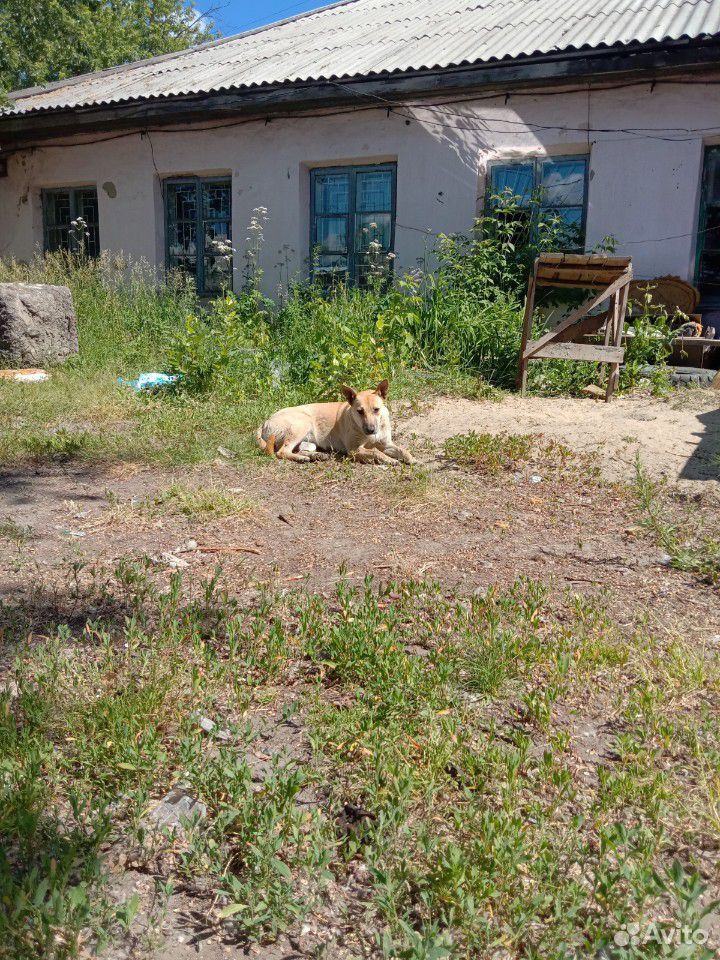 Собака девочка купить на Зозу.ру - фотография № 2