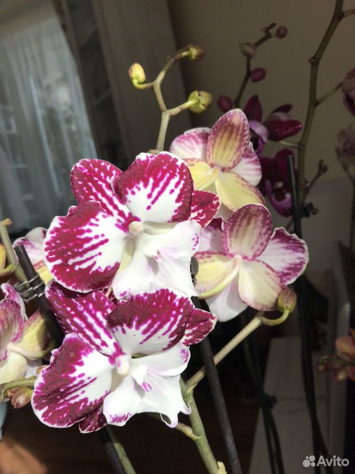 Орхидея фаленопсис Биг Лип Tinkerbell Kiss купить на Зозу.ру - фотография № 1