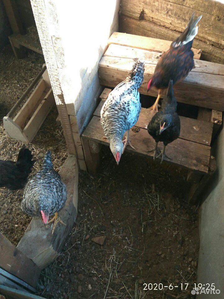Петухи, курицы купить на Зозу.ру - фотография № 3