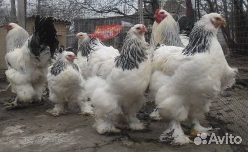 Цыплята брама колумбийская купить на Зозу.ру - фотография № 2