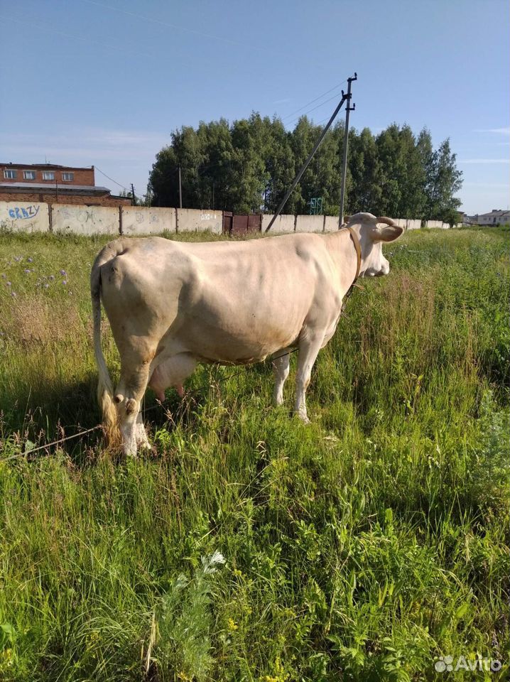 Продаётся корова купить на Зозу.ру - фотография № 4