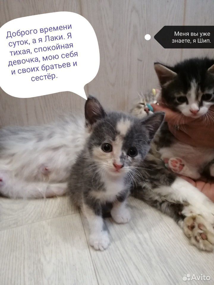 Милые котята в добрые руки купить на Зозу.ру - фотография № 3