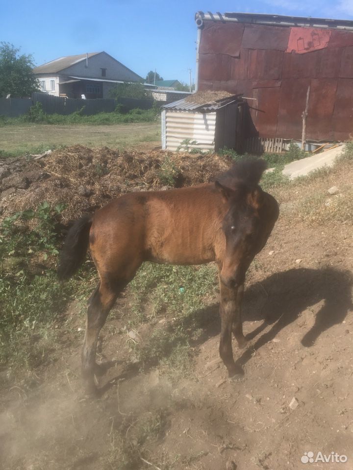 Лошадь и жеребёнок купить на Зозу.ру - фотография № 3