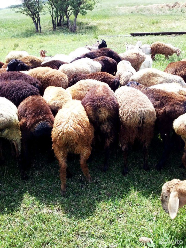 Продаю коз с козлятами и овцы с ягнятами купить на Зозу.ру - фотография № 6