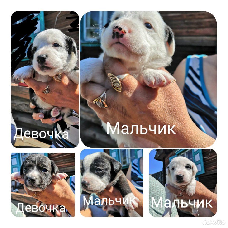Щенки от меленькой собаки купить на Зозу.ру - фотография № 1