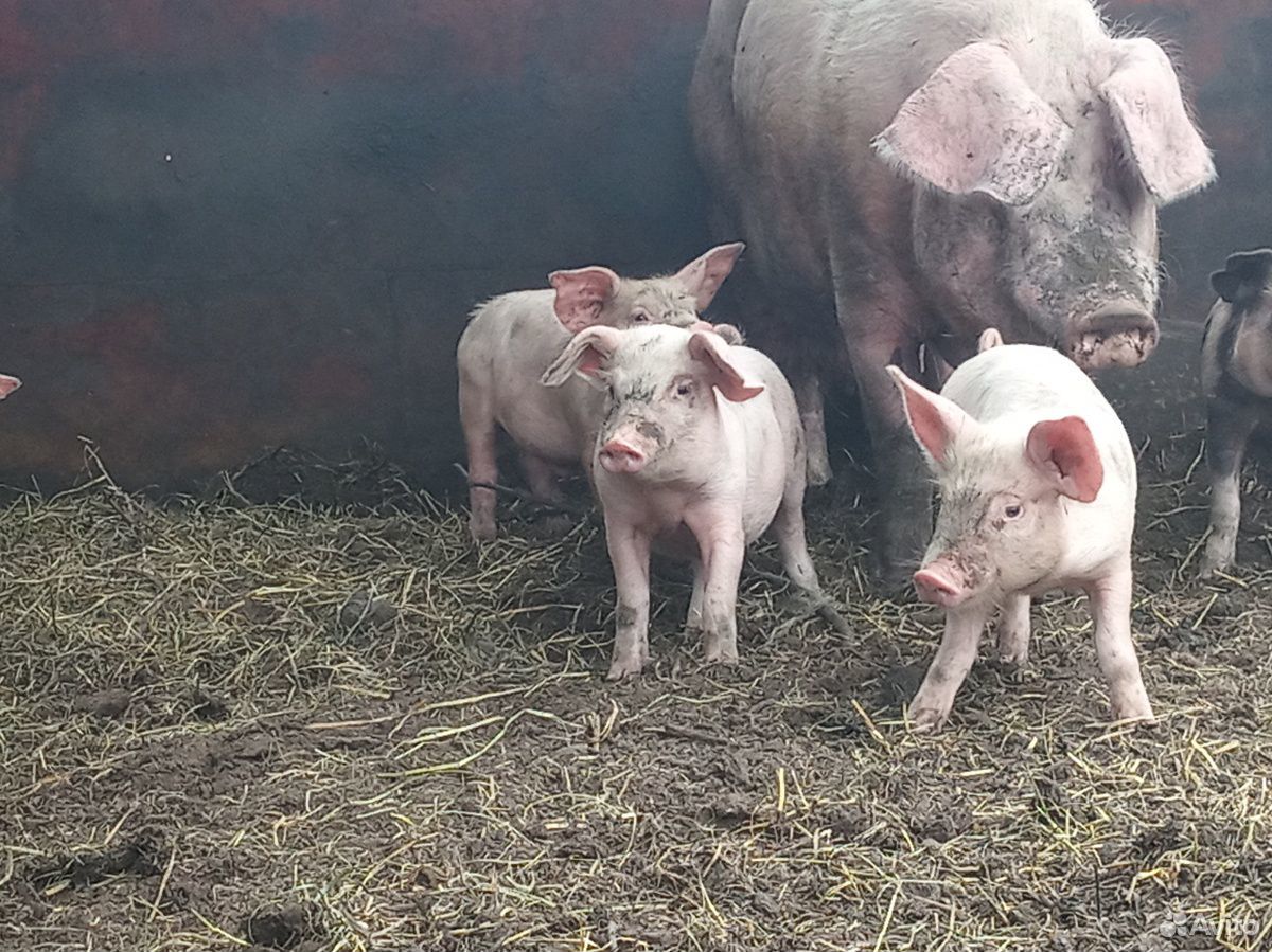 Поросенок ландрас, свиньи на мясо купить на Зозу.ру - фотография № 2