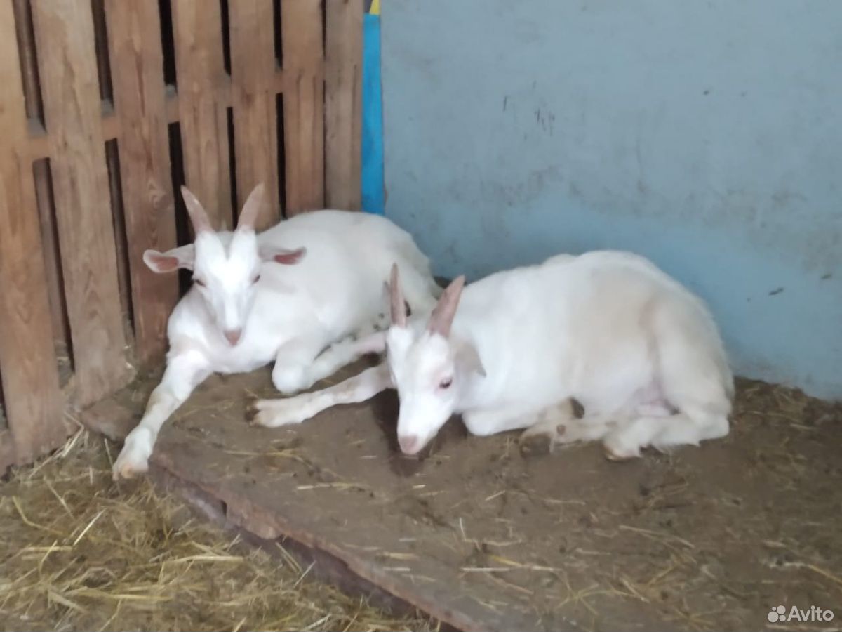 Подаются молочные козы купить на Зозу.ру - фотография № 3