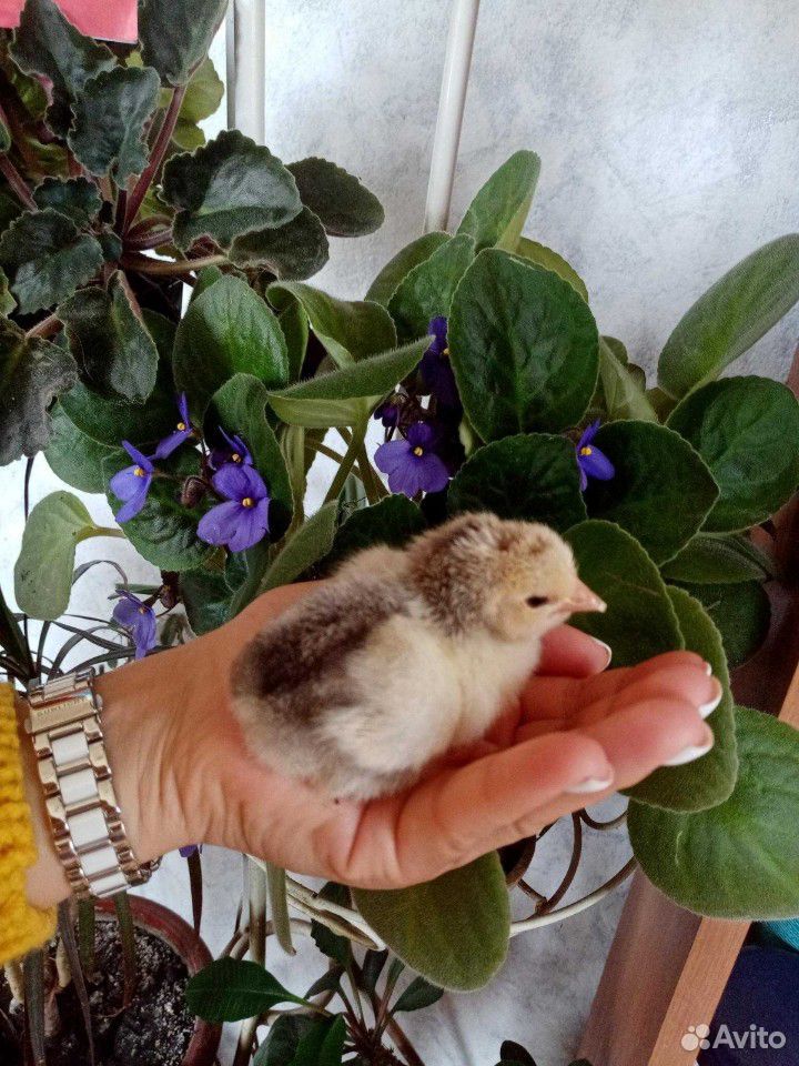 Цыплята утята купить на Зозу.ру - фотография № 1