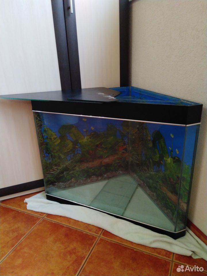 Продается угловой аквариум купить на Зозу.ру - фотография № 4