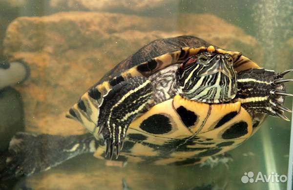 Черепаха красноухая с аквариумом купить на Зозу.ру - фотография № 1