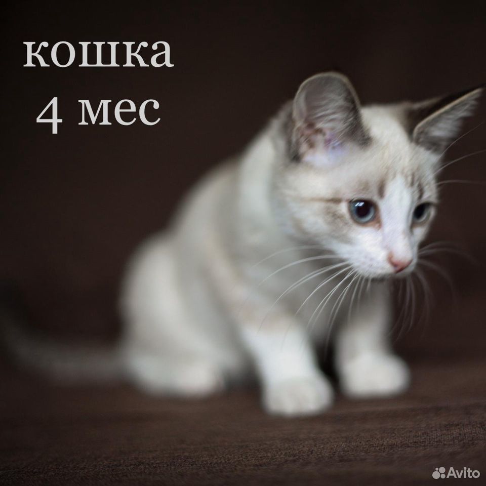 Котят в добрые руки купить на Зозу.ру - фотография № 3